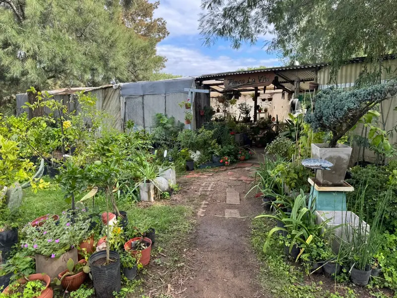 Sendero entre plantas del vivero